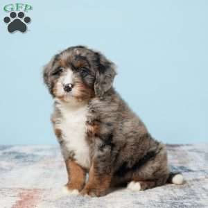 Banjo, Mini Bernedoodle Puppy